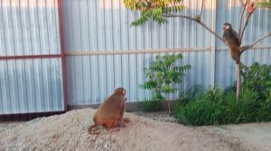 Маруся на охране кота Марика