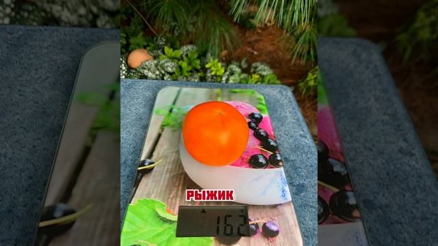 Низкорослые томаты сезон 2024 смотреть онлайн