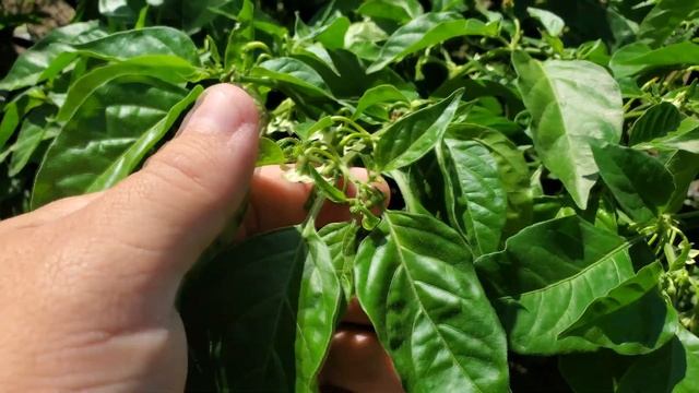 Секреты как ускорить созревание перца: 3 простых дейст смотреть онлайн