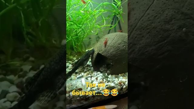 #прикол #креветка #смотридоконца#включите звук!!#вконце ржача😂😂😂