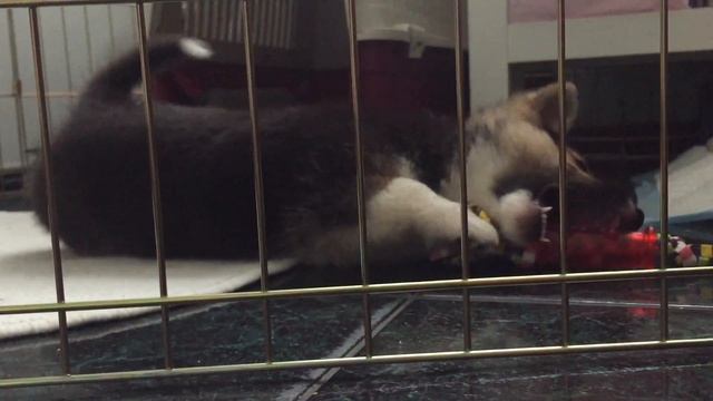 Абрикос. Начало. Corgi Begins смотреть онлайн