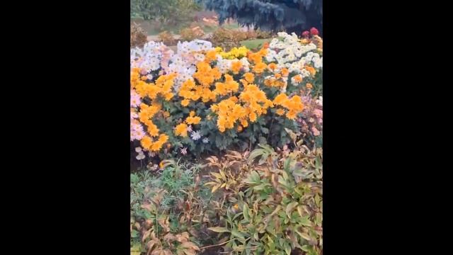 Осенний Красиво! бал хризантем Ботанический сад КФУ С? смотреть онлайн