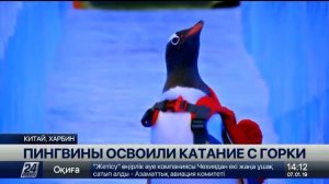 Пингвинов доставили на фестиваль в Харбине