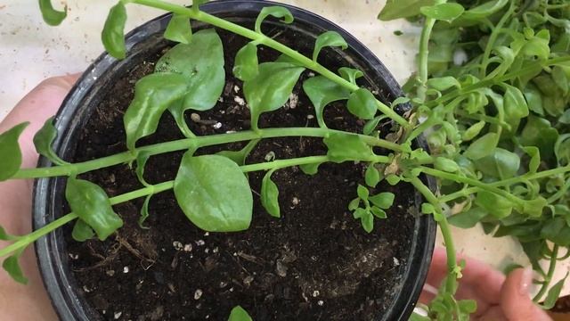 АПТЕНИЯ, КРАСИВЫЙ АМПЕЛЬ С ИЗУМДУДНЫМИ ПЛЕТЯМИ И АЛЕН? смотреть онлайн