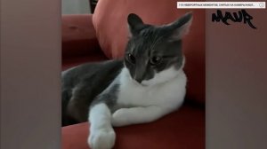 ЗАБАВНАЯ РЕАКЦИЯ ЖИВОТНЫХ НА СУМАСШЕДШУЮ ПОГОДУ