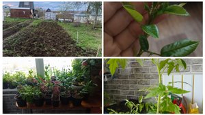 Первый переезд рассады. Что осталось дома?! Ждём тепла🌧️😥