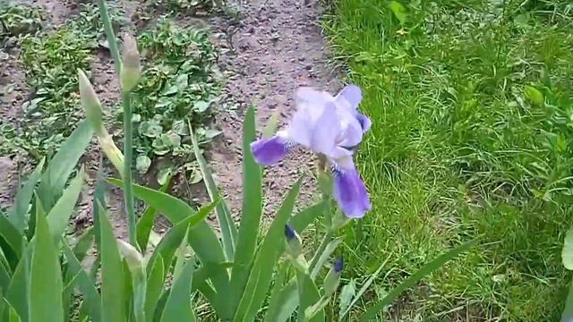 🌿🌿🌿ОБЗОР ИРИСОВЫХ КЛУМБ🌺🌸🏵️ИРИСЫ ЦВЕТУТ🌿🌿? смотреть онлайн