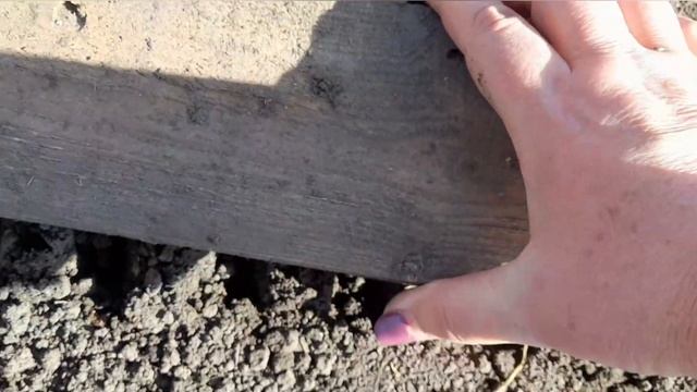 НАЙКРАЩИЙ СПОСІБ ШВИДКО ПОСІЯТИ ГОРОХ/ Рослина любить смотреть онлайн