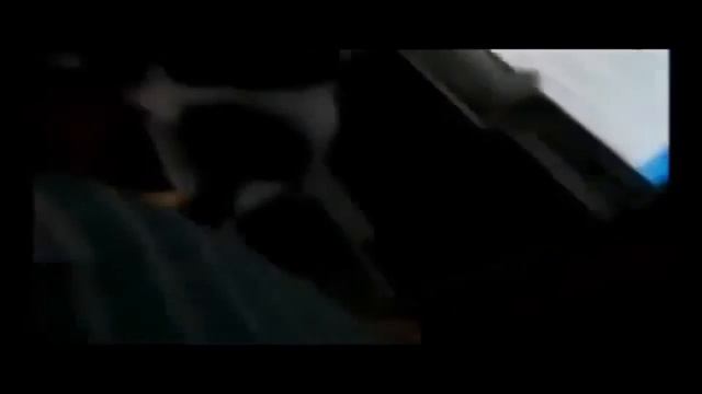 Смотреть приколы про кошек и котов смотреть онлайн