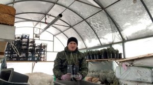 Белла - Вита - 25 лет на рынке роз. В чем отличие от Дольч?