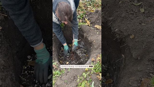 Посадка саджанців восени! #виноград #виноградник #сад # смотреть онлайн