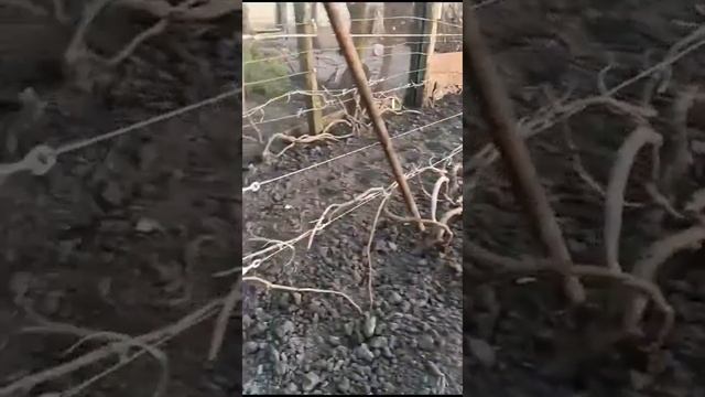 Сухая подвязка винограда 🍇 и не только) смотреть онлайн