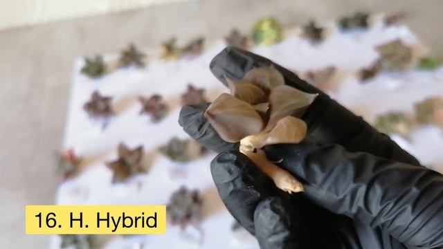 Новая посылка 6 с Haworthia  Распаковка Суккулентов из Ко