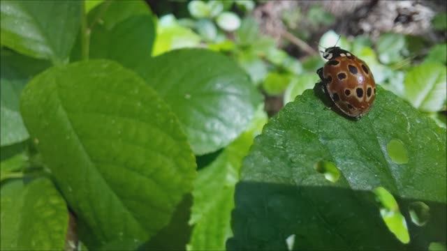Лене Кузнецовой.