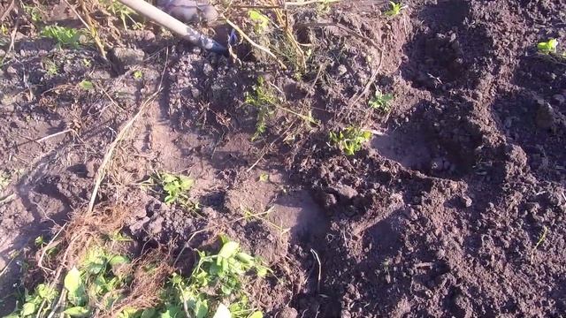 Начинаем копать картошку , такого у нас еще не было ник смотреть онлайн