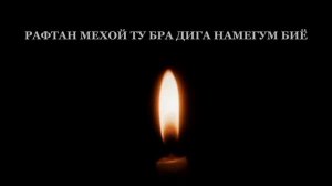 SHON  SHOHIN  SLIM  КУЧОИ 2025