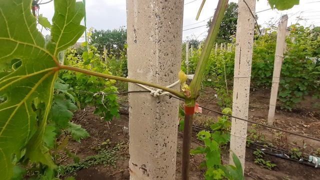 Открылись основные почки будущего года, какие последс смотреть онлайн