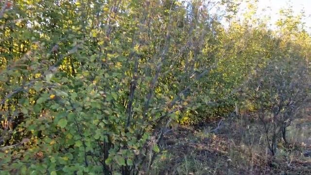 А стоит ли вообще сажать иргу