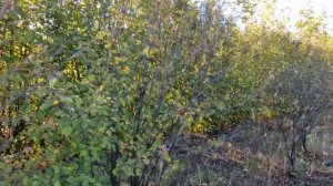 А стоит ли вообще сажать иргу