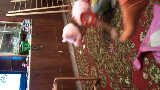 брейкданс от поросёнка