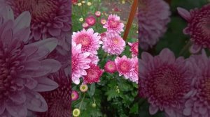 Хризантема корейская Бленда Пинк.
