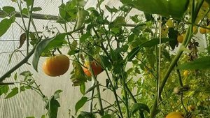 Ежевика Прайм Арк 45 Великий Новгород