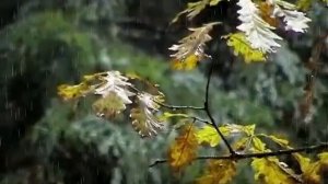 кабаны  осень  автор Г Дубино