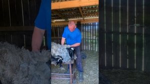 Спасение от шуб: фермер избавляет овец от летней жары 🔥🐑
