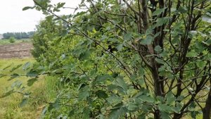 Рябина дуболистная, поговорим о ней и о ее выращивании