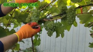 Коломбар / Colombard - французский сорт винограда для изгот