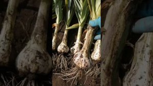 Урожай чеснока Рокамболь. 15.09.2024г.