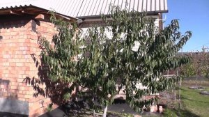 Персик сорт Елгавский