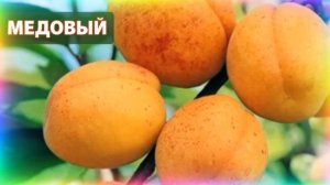 Топ7. Зимостойкие  абрикосы