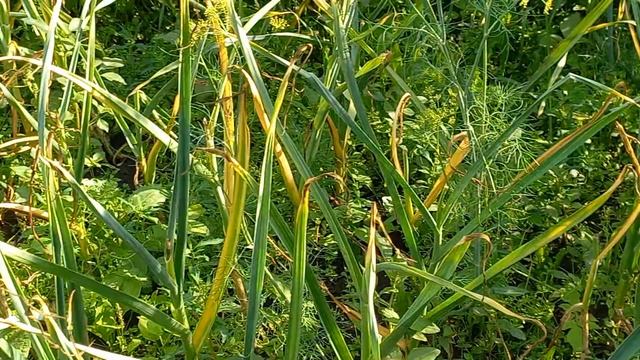 Чеснок - цыбулькин брат. смотреть онлайн