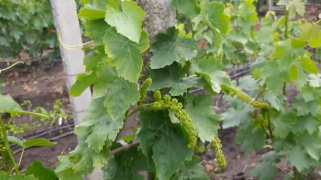 Кишмиш Регал сидлис в период цветения, очень хорош смотреть онлайн