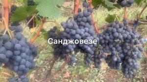 #ВиноградникЕлисеевых о Санджовезе подробнее