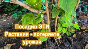 ЭТИ Растения нельзя сажать у себя на участке, вы потеряете весь урожай и культурные растения