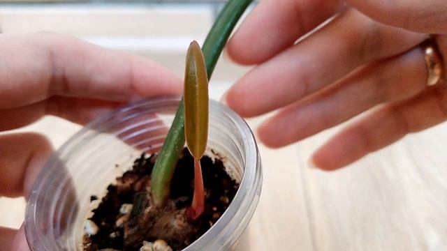 ЛОТЕРЕЯ или нет?! Карамель из промежутка. Результат че? смотреть онлайн