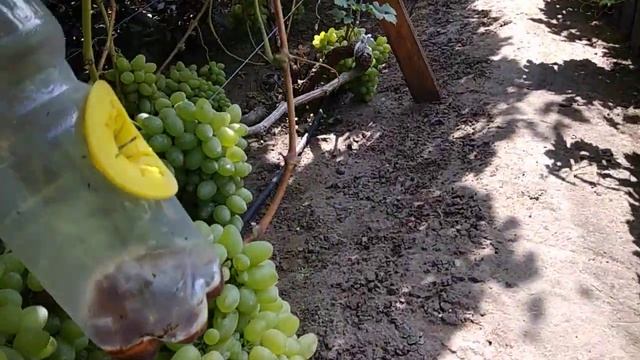 Экскурсия по питомнику винограда. Финалим август. смотреть онлайн