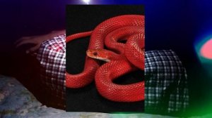 Туш табири - Тушда Кизил илон куриш