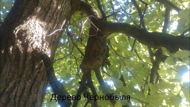 Прикольные видео и фото заснятые мной