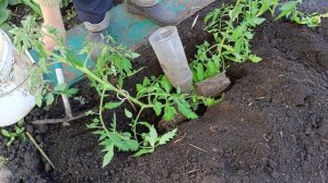 Высаживаю ооочень длинную рассаду томата