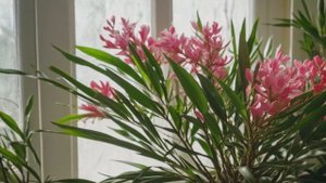 Олеандр - Уход за комнатными цветами