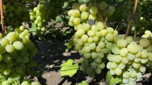 Виноград Амур неукрывной.