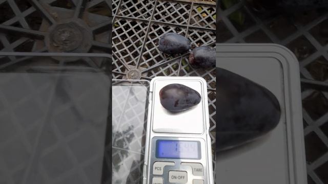 Виноград Черный Кристалл - Самара 9.09.24г. т.89277329034 смотреть онлайн