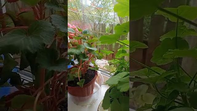 Йәшәү матур!