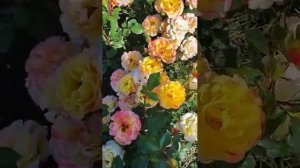 Царство роз 🌹Хамминберд 🌹