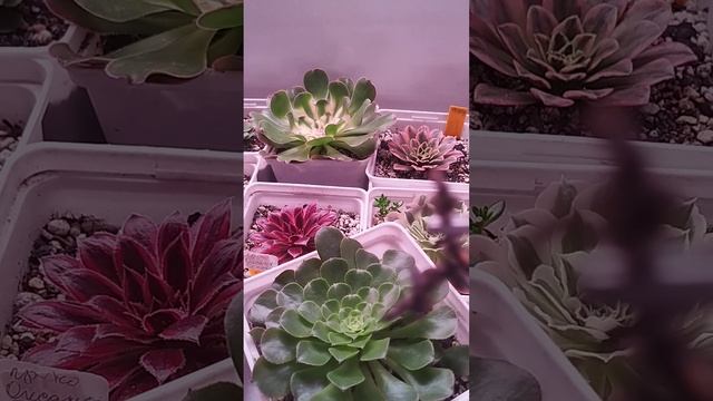 Эониумы - детки с листа?! ,,Вальс суккулентов Елены Аве? смотреть онлайн