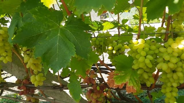 к-ш Іриска 2024 смотреть онлайн