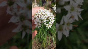 Лук Джусай съедобный и декор | Knolau - Allium tuberosum essbar und dekorat